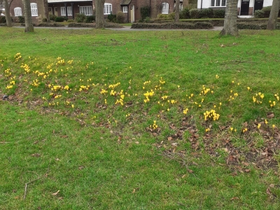 Crocuses. Port Sunlight.
